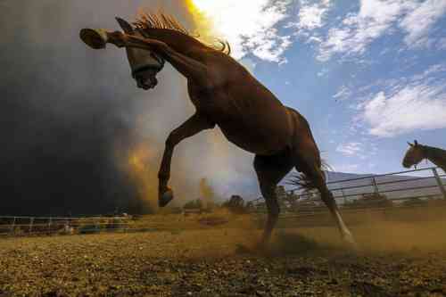 fire nervous horse.JPG