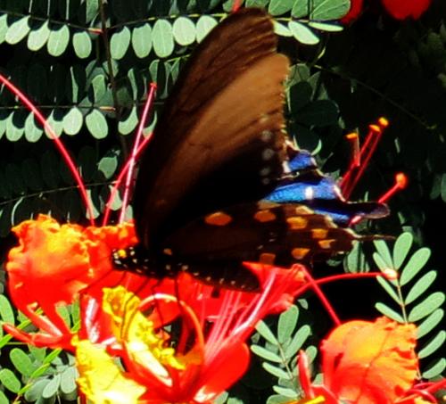 flower-butterfly.jpg