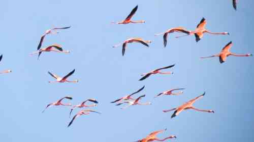 flying flamingos.JPG