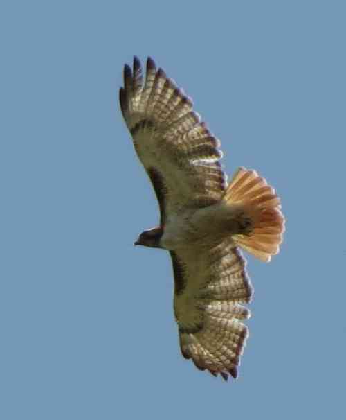 fuertesRedtail062919a.jpg