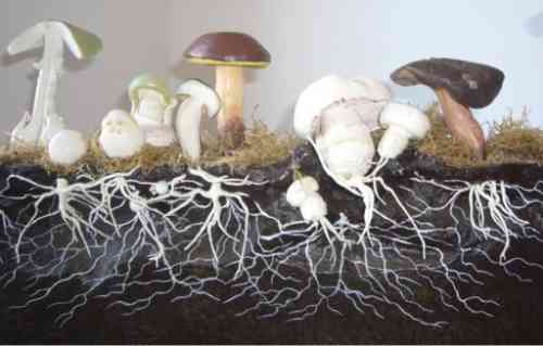 fungus.jpg