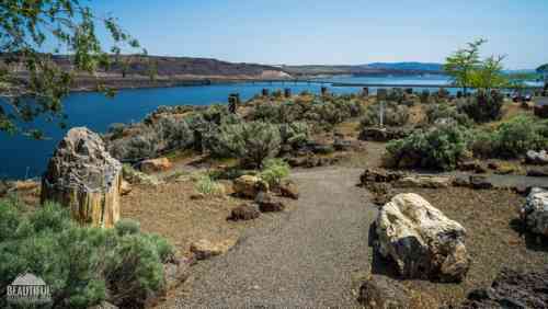 ginkgo-petrified-forest-state-park-26.jpg