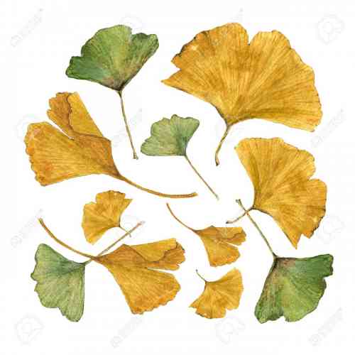 ginkgoleaves.jpg