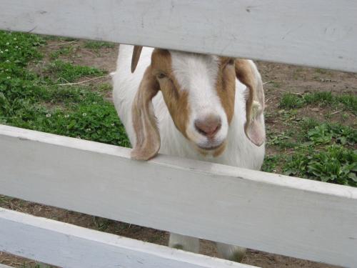 goat in fence.JPG