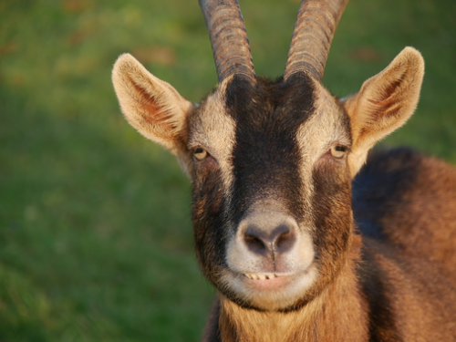 goat-1190404_1280.jpg.png