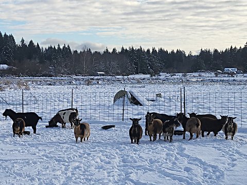 goats_snow_small.jpg
