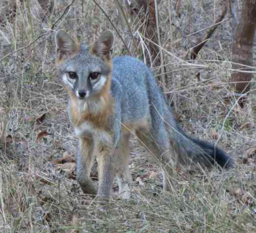 grayfox111520a.jpg