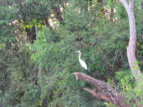 great egret.jpg