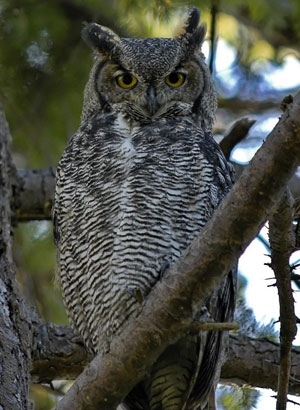 great_horned_owl-Bubo_virginianus.jpg