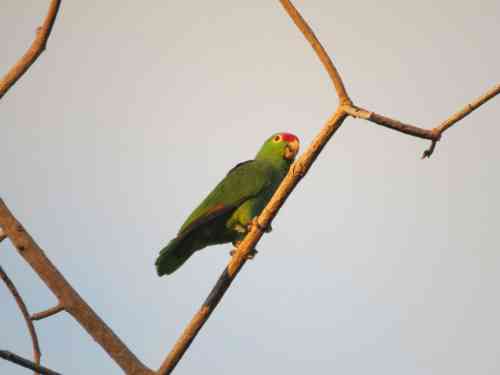 green parrot (6).jpg