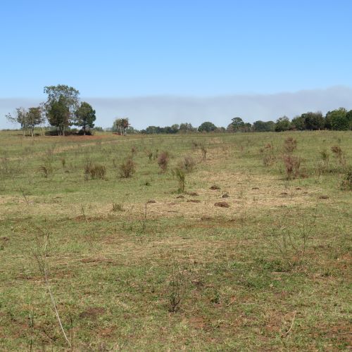 hay and manure.JPG