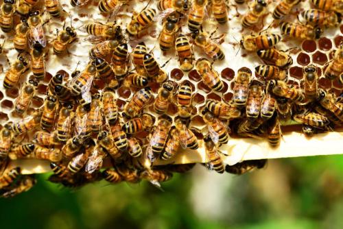honey-bees-401238.jpg