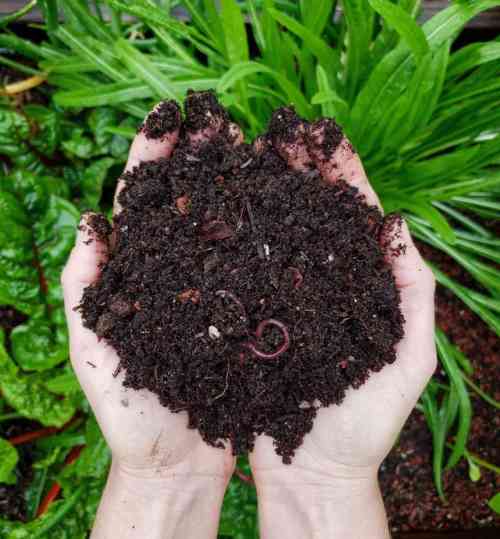 how-to-compost-101-soil-compost-worms-e1582312031178-1140x1229.jpeg