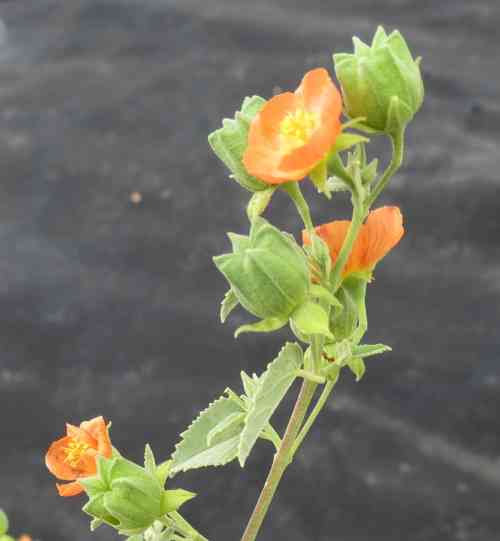 indian-mallow080220a.jpg