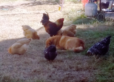 Jaska and her chickens