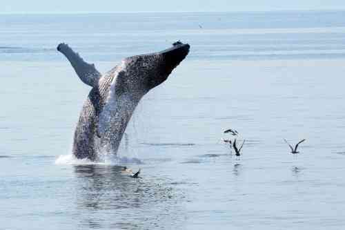 jumping-whale-watching-in-provincetown-copyright-dave-silva.jpg