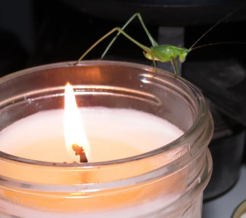 katydid-candle.jpg