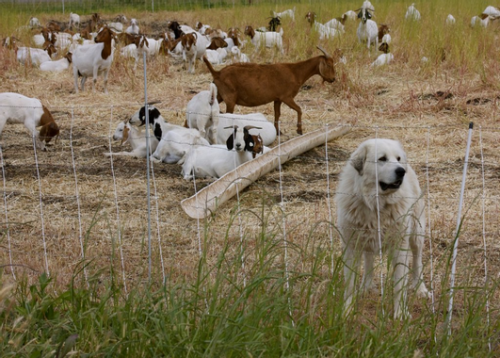 livestock-guard-dog.jpg.png