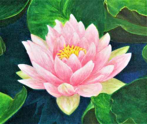 lotus flower (2).jpg