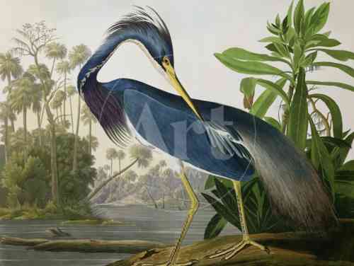 louisiana-heron-from-birds-of-america_u-l-oed280.jpg