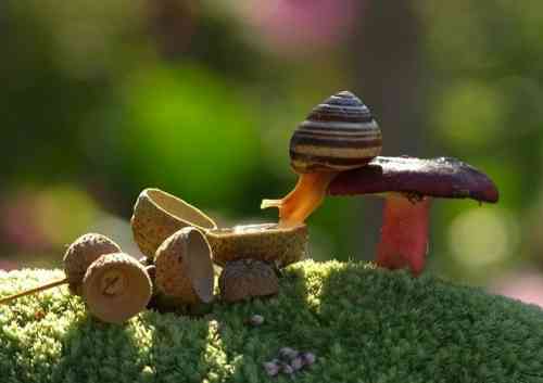 magical-photos-of-snails-15.jpg