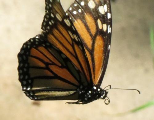 monarch092518a_0.jpg