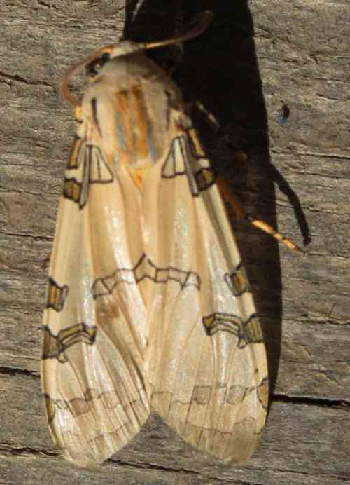moth-found092820.jpg