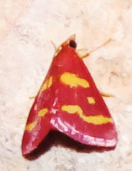 moth100424b.jpg