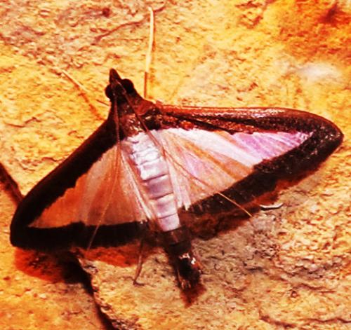 moth101124e.jpg