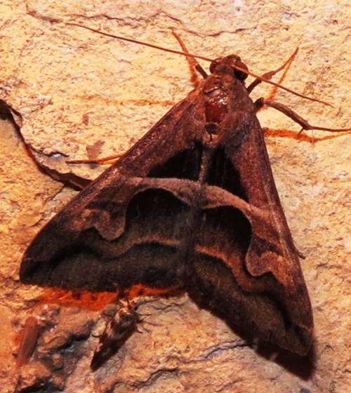 moth101224c.jpg