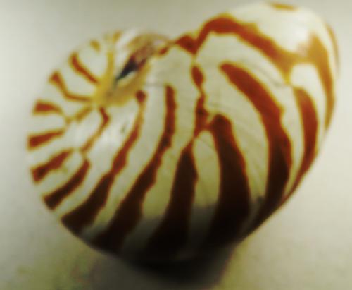 nautilus1.jpg