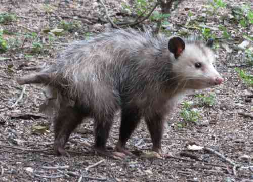 opossum050723.jpg