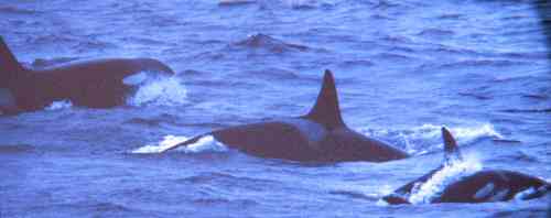 orca-fam-Nov95b.jpg