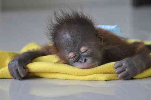 ot sleeping monkey.jpg
