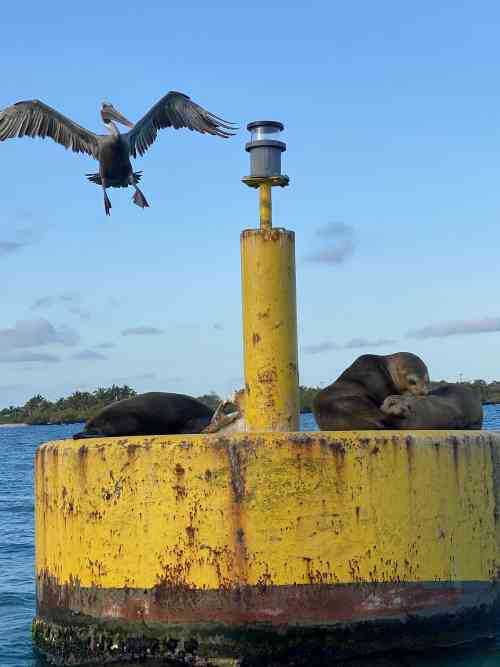pelican and sealions 2_0.jpg