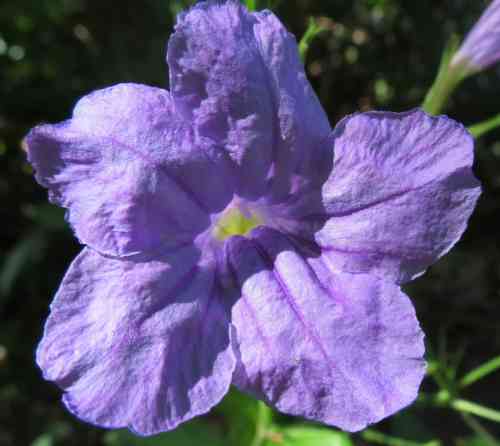 petunia060923a.jpg