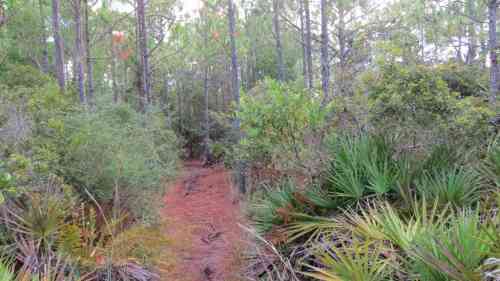 pine woods hike.jpg