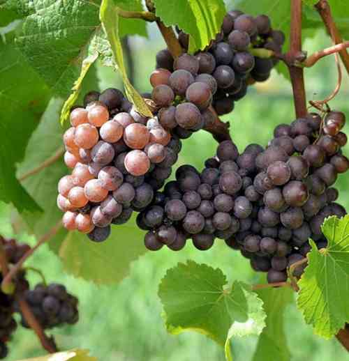 pinot grigio grape.jpg