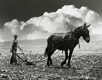 plowing_with_a_mule.max-1200x675.jpg