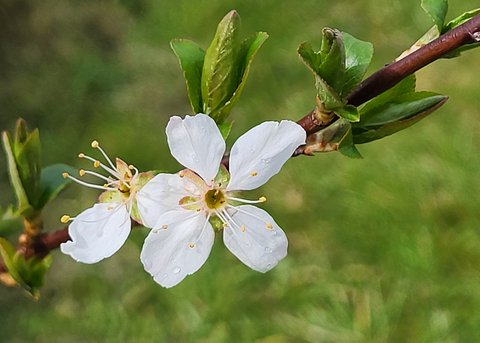 plum_local_flower_sml.jpg