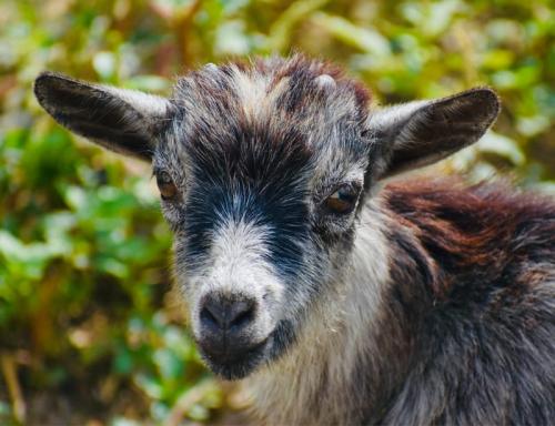 pygmy-goat-capra-hircus.jpg