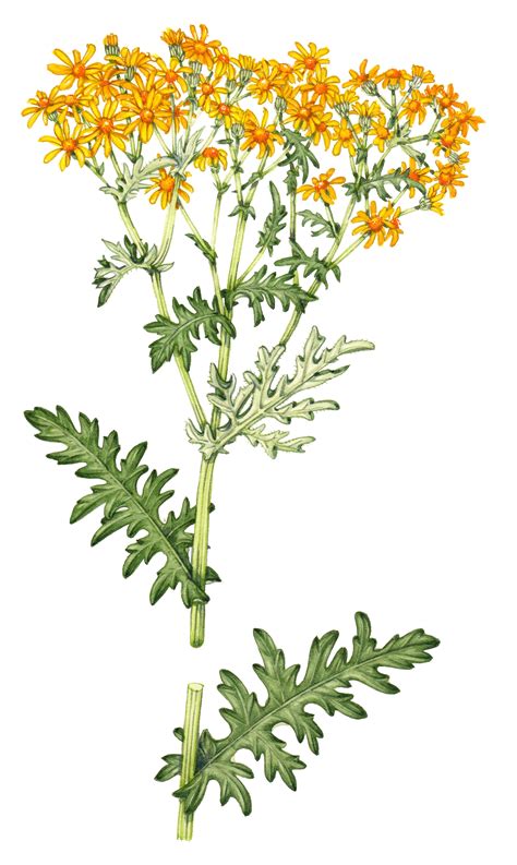 ragwort.jpg