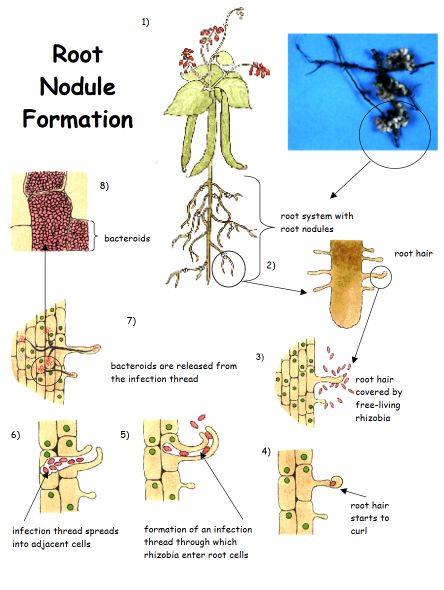 rhizobia.png