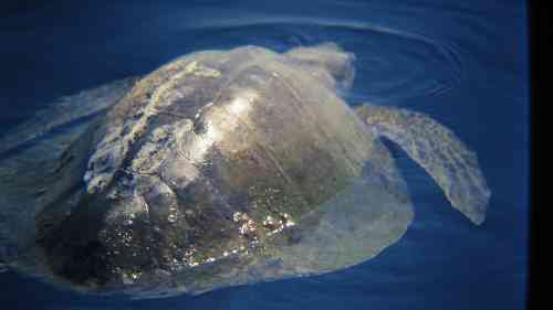 ridleys-seaturtle.jpg