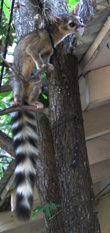 ringtail051625K.jpg