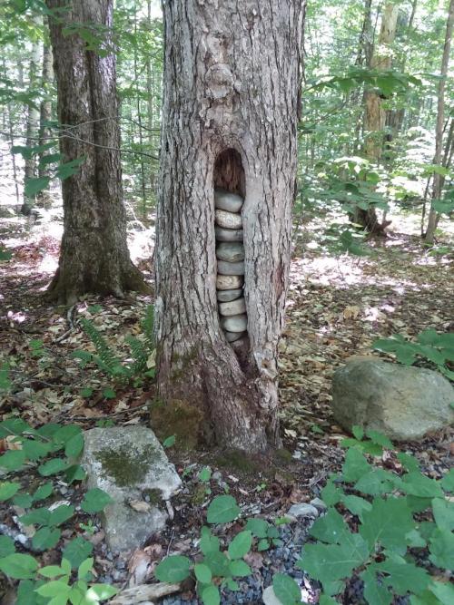 rock in tree.jpg