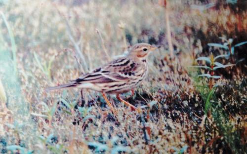 rtpipit092891-HP.JPG