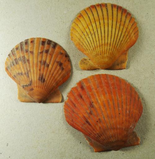 scallops1.jpg