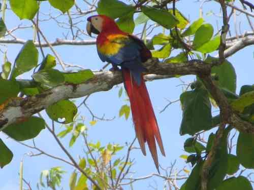 scarlet macaw (4).jpg