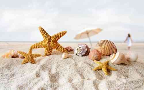sea shells on the beach.jpg